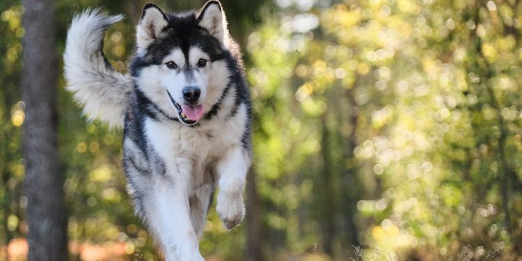 Unleashing the Solution: Tackling Common Dog Behavior Problems