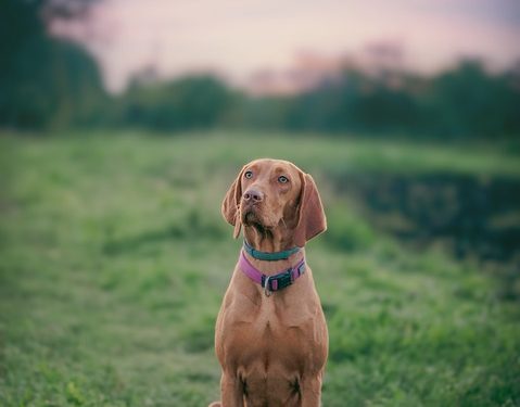 Unlocking the Key to Optimal Canine Health: A Guide to Dog Food Nutrition