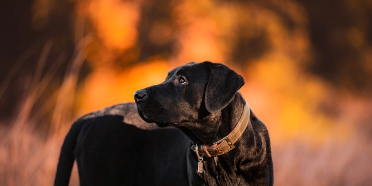 Feeding Fido Right: The Benefits of Organic Dog Food