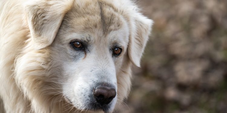 The Ultimate Guide: Unleashing the Top Dog Food Brands for a Healthy and Happy Pup