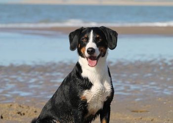 Find Your Furry Best Friend: Adopt a Puppy Today!