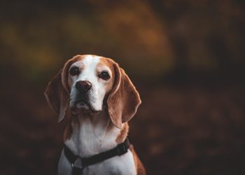 Mighty Beasts: Exploring the Majestic World of Large Dog Breeds