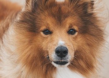 The Top 10 Most Beloved Dog Breeds: A Guide to Finding Your Perfect Canine Companion