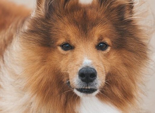 The Top 10 Most Beloved Dog Breeds: A Guide to Finding Your Perfect Canine Companion