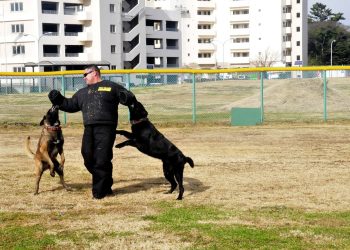 Mastering Your Pup: The Ultimate Guide to Dog Obedience Training