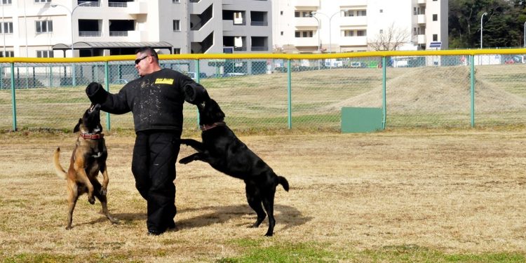 Mastering Your Pup: The Ultimate Guide to Dog Obedience Training