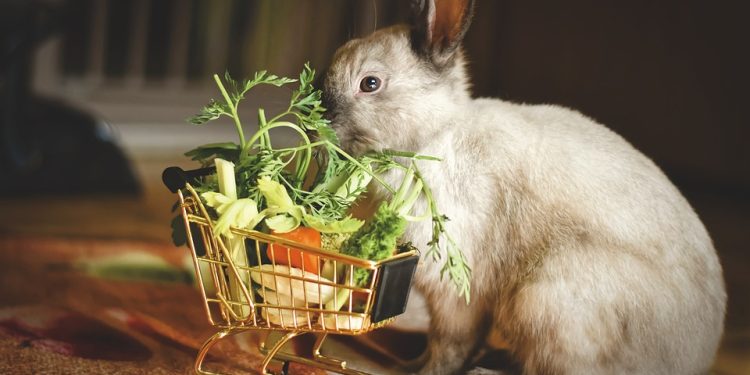 Feeding Your Bunny Right: A Comprehensive Guide to Rabbit Food Options