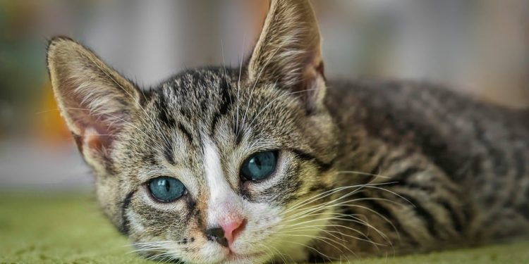Saving Lives, One Furry Friend at a Time: Adopt a Rescue Cat Today