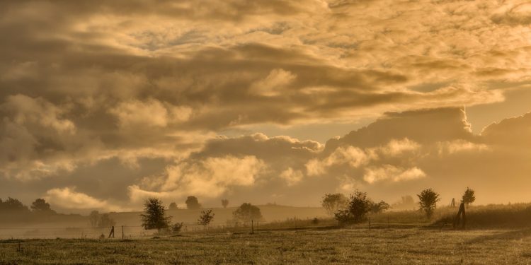 Whisker-licking Good: Homemade Cat Food Recipes for Allergies