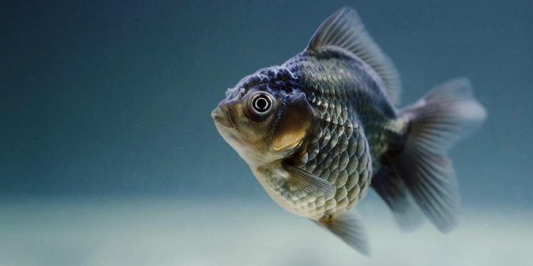 Mastering the Art of Angling: Expert Fishing Tips and Tricks for Success