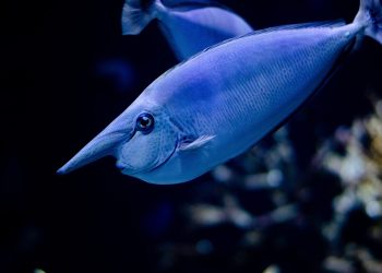 Reeling in Success: Essential Fish Tips for Beginner Anglers