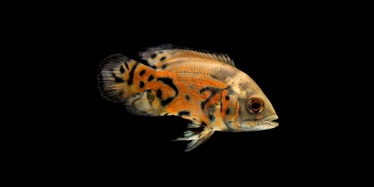 Unlocking the Secrets of Fish Training: Mastering Mind-Blowing Tricks!