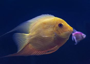 Unlocking the Secrets of Fish Training: Dive into the World of Aquatic Education