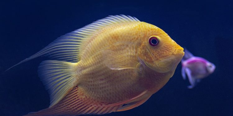 Unlocking the Secrets of Fish Training: Dive into the World of Aquatic Education