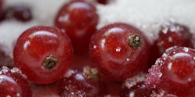 Cat Food Catastrophe: Brands to Avoid for a Healthy Feline Diet