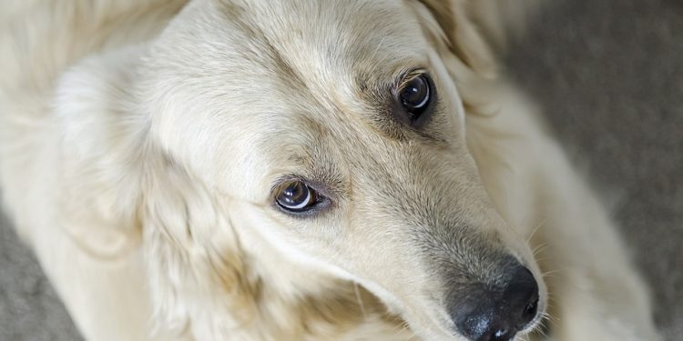 The Ultimate Guide to Engaging Puppy Toys: Keeping Your Furry Friend Entertained and Happy