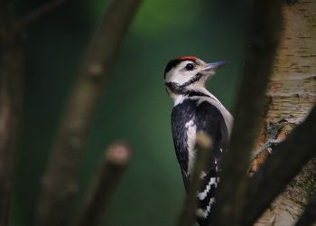 Feathered Favorites: The Ultimate Guide to Nutritious Bird Food Options