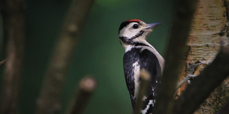 Feathered Favorites: The Ultimate Guide to Nutritious Bird Food Options