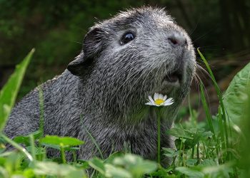 The Complete Guide to Guinea Pig Breeds: Understanding and Caring for Your Furry Friend