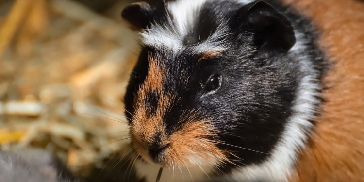 Guinea Pig Health Alert: Foods to Avoid for a Happy and Healthy Pet