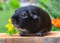 Cracking the Code: Understanding the Complex Mind of Your Guinea Pig