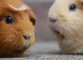 Guinea Pig 101: Essential Tips for New Owners