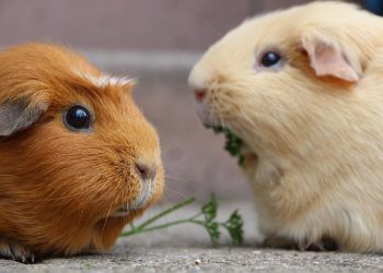 Find Your Furry Friend: The Joys of Guinea Pig Adoption