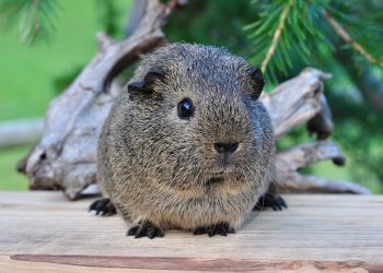 Mastering the Art of Guinea Pig Training: Unleashing Their Hidden Tricks and Talents