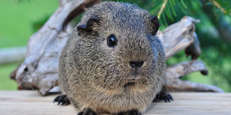 Mastering the Art of Guinea Pig Training: Unleashing Their Hidden Tricks and Talents