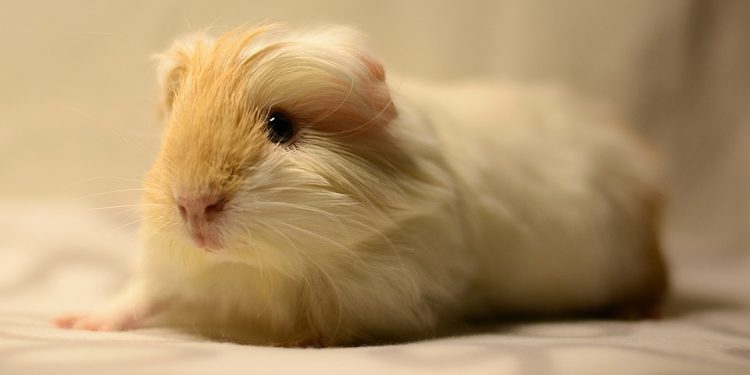 The Ultimate Guinea Pig Food Guide: What to Feed Your Furry Friend for Optimal Health