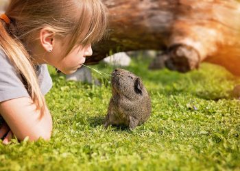 Feeding Your Furry Friend: A Guide to Nutritious Guinea Pig Diet