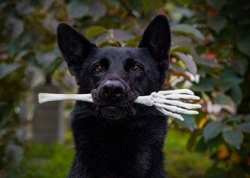 Pawsome Advice: Essential Tips for New Dog Parents