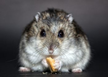 Mastering the Art of Hamster Training: A Complete Guide to Teaching Your Furry Friend New Tricks