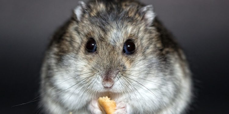 Mastering the Art of Hamster Training: A Complete Guide to Teaching Your Furry Friend New Tricks