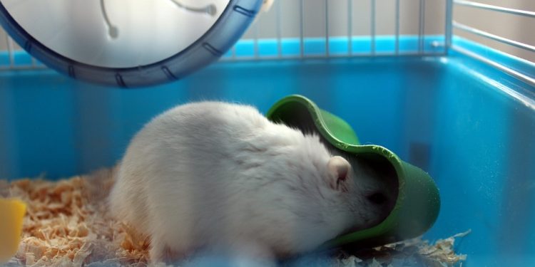 Feeding Your Furry Friend: The Ultimate Guide to Nourishing Hamster Food Choices