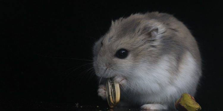 The Ultimate Guide to Hamster Nutrition: A Complete Food List for Happy and Healthy Pets