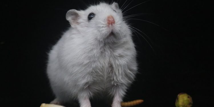 Feeding Frenzy: The Ultimate Hamster Food List for Happy and Healthy Pets
