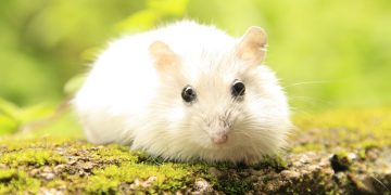 Playtime Paradise: The Ultimate Guide to Hamster Toys for Happy Pets