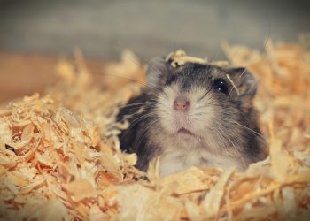 Find Your Furry Friend: The Ultimate Guide to Hamster Adoption