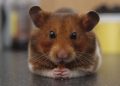 The Curious World of Hamster Behavior: Unraveling the Mysteries of our Furry Friends