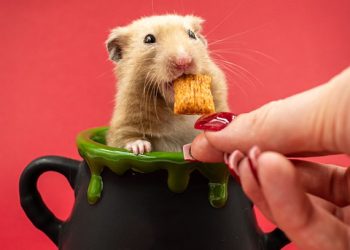Nutrition Crunch: The Ultimate Guide to Choosing the Best Hamster Food