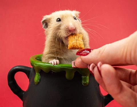 Nutrition Crunch: The Ultimate Guide to Choosing the Best Hamster Food