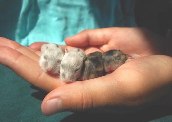 Mastering the Art of Hamster Training: Top Tricks for a Well-Behaved Pet