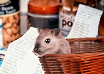 The Ultimate Guide to Choosing the Perfect Hamster Breed
