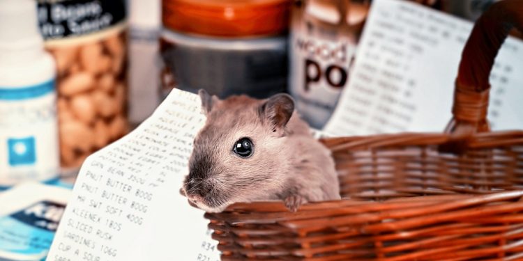 The Ultimate Guide to Choosing the Perfect Hamster Breed