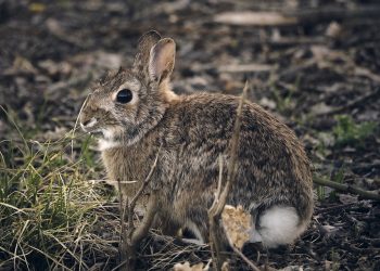 Hopping into a New Beginning: The Joy of Rabbit Adoption
