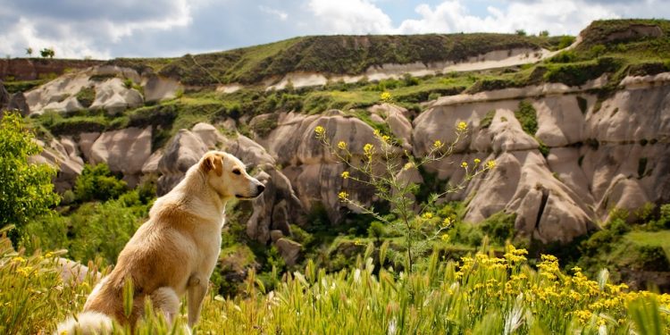 Unlocking the Door to Happiness: Understanding Dog Adoption Requirements