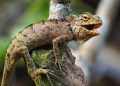 Unveiling the Enigmatic World of Reptile Behavior: Insights Into Their Fascinating Ways