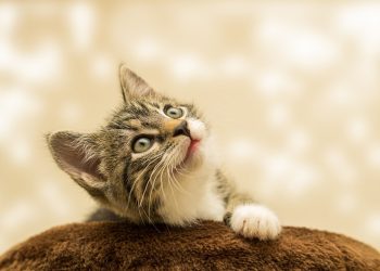 Furry Friends in Need: Find Your Perfect Kitten for Adoption Today!