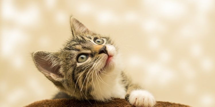 Furry Friends in Need: Find Your Perfect Kitten for Adoption Today!